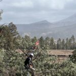 Worker cutting tree branches near mountain forest