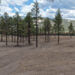 Sparse pine forest clearing with distant mountains